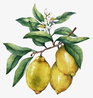 Ingredient - Lemons - Oil Painting Lemon Branch #4891946
