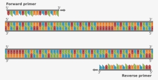 Open - Primer Reverse Y Forward #4893926