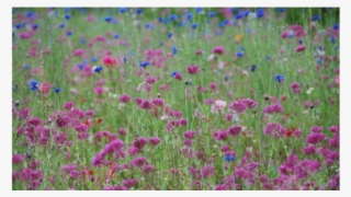 Dark Pink And Blue Wild Flowers #4894960
