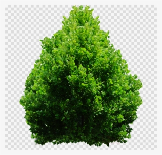 Download Shrub Png Clipart Shrub Clip Art Tree Grass - Evergreen Shrubs Png #4896942