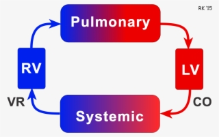 Closed Cardiovascular System - Venous Return In Heart #4897255