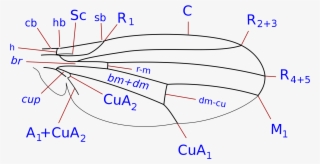 Open - Drosophilidae Wing #4897620