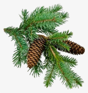 Christmas Tree Branch Png #490261