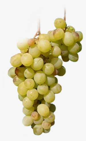 Uvas De Mesa Y Uva Blanca - Muscat #490304 Uvas De Mesa Y Uva Blanca - Muscat #490304