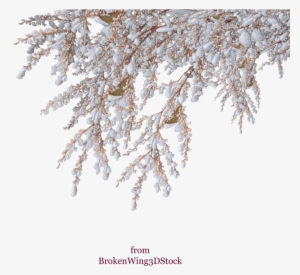 Vector Snow Winter Shrub Tree - Snowy Tree Branch Png #490356