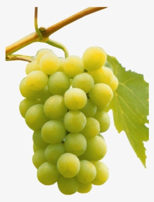 Uvas Blancas - Uva Viura O Macabeo #490429