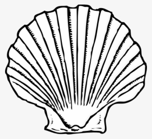 Sea Shell Silhouette At Getdrawings Com Free - Seashell Black And White ...