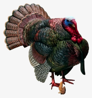 Wild Turkey Png - Turkey Png #490628