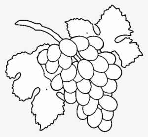 Dibujo De Racimo De Uvas Para Colorear - Seedless Fruit #490672