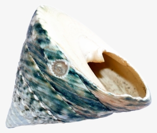 Ocean Sea Shell Png Transparent Image - Seashell #490775