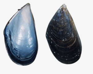 Mussel Shell - Baltic Clam #490790