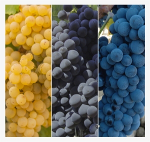 Laqvarta Uvas 2018 10 182018 10 18http - Seedless Fruit #491073