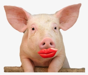 Free Download Pig Lipstick Clipart Lipstick On A Pig - Cute Pig With Lipstick #491215
