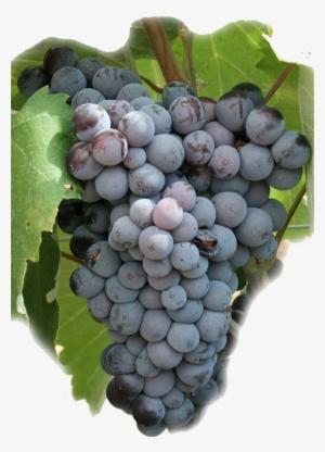 Un Azul Que Nos Tienta - Uvas Tintas Monastrell #491348