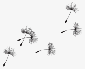 Dandelion Seed Flora Grass Seeds Close-up - Dandelion Clip Art Black And White Free #494096
