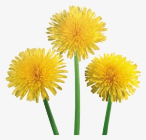 Dandelion Transparent #494406
