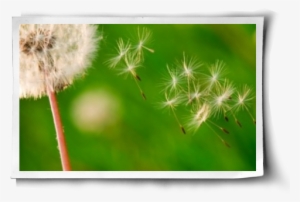 I Still Remember The Joy Of Picking Dandelion Puffballs - Crassocephalum #494475