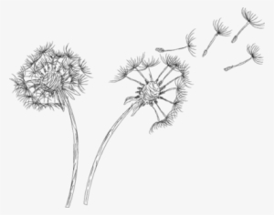 Dandelion Blowing Drawing Transparent Download - Dandelion Psd #494578