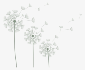 Pics For > White Dandelion Png - Flannel Flower #494645