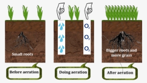 How Lawn Aerator Works - Lawn Aerator #494705