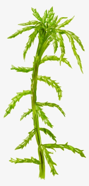 Peat Moss And A Close-up Of Large, Dead Cells Full - Grass #495064