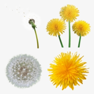 Dandelion Png #495467