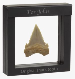 Authentic Shark´s Tooth Fossil - Shark Tooth Frame #496186