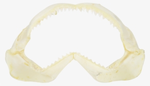 Shark Jaw - Various Sizes - Shark Jaw 10" Medium - Natural Bone #496215