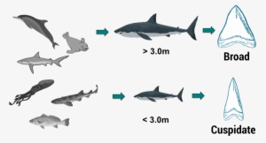 Accepted White Shark Food Chain And Concurrent Perceived - Great White Shark #496806