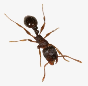 Pavement Ant Pure Defense Pest - Pavement Ant #496899