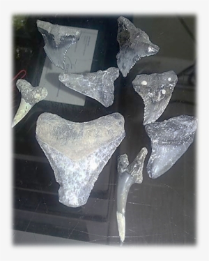 Fossilized Shark Teeth We've Found On Our Beach - Bronze Sculpture #497088
