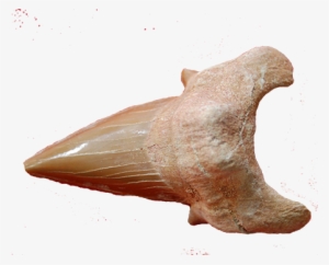 שן כריש מאובן Fossiled Shark Tooth - שיניים של כריש למכירה #497167