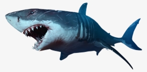 Shark #497323 Shark #497323