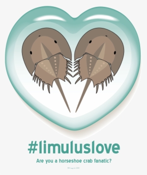 Horseshoe Crab Love #497345