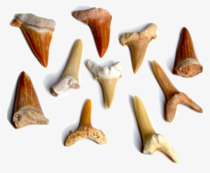 Our Sharks' Teeth Come From The Sahara Desert In Morocco - Sand Tiger Shark #498034