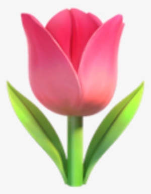 Tulip Emoji #498480