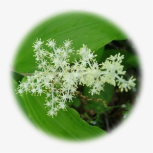 Fairy Wand - 🔍 - $11 - 00 - Unicorn #498533