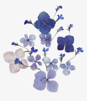 Transparent Blue Flowers - Flower Outline Transparent Background #498733