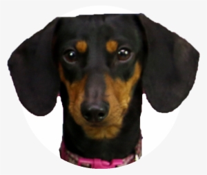 Dachshund Polynesians Drawing Pet - Como Se Llaman Los Perros De Los Polinesios #498994