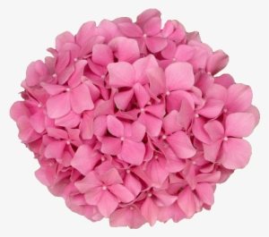 Coolest Transparent Flower Background Transparent Flowers - Bunch Of Pink Flowers Png #499431