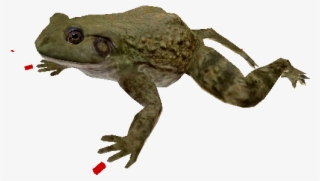 13987 - Bufo #4902238