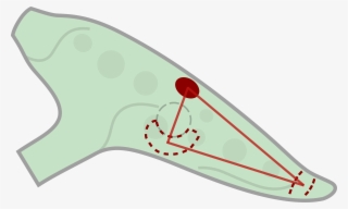 This Roll Off Is Achieved By Bending The Thumb In Its #4902372