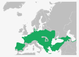 European Tree Frog #4902554