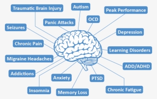 Brain The Neurofeedback Icon Hq Image Free Png - Logo Brain Vector Png ...