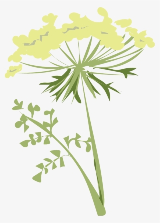 Breathe In The Pungent Aromas Of The Carrot Family #4905919