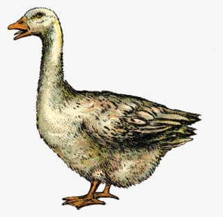 Vintage Goose #4908399