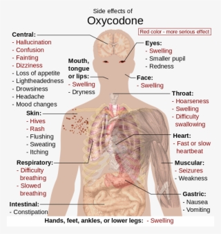 Side Effects Of Oxycodone - Oxycodone In The Body #4916883