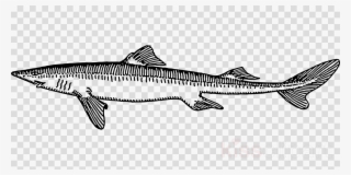 Download Rock Salmon Clipart Tiger Shark Spiny Dogfish - Angler Fish Cartoon Clipart #4916886