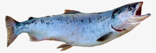 King Salmon - Coho Salmon Png #4917080