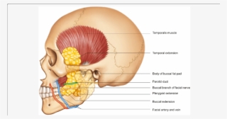 Anatomical Location Of The Buccal Fat Pad - Buccal Pad Of Fat #4917582